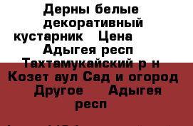 Дерны белые- декоративный кустарник › Цена ­ 200 - Адыгея респ., Тахтамукайский р-н, Козет аул Сад и огород » Другое   . Адыгея респ.